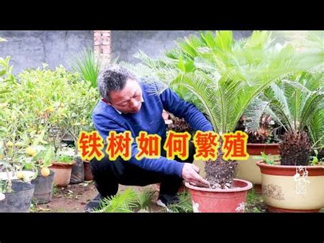 鐵樹種植|鐵樹種子怎樣種植：播種前種子要處理